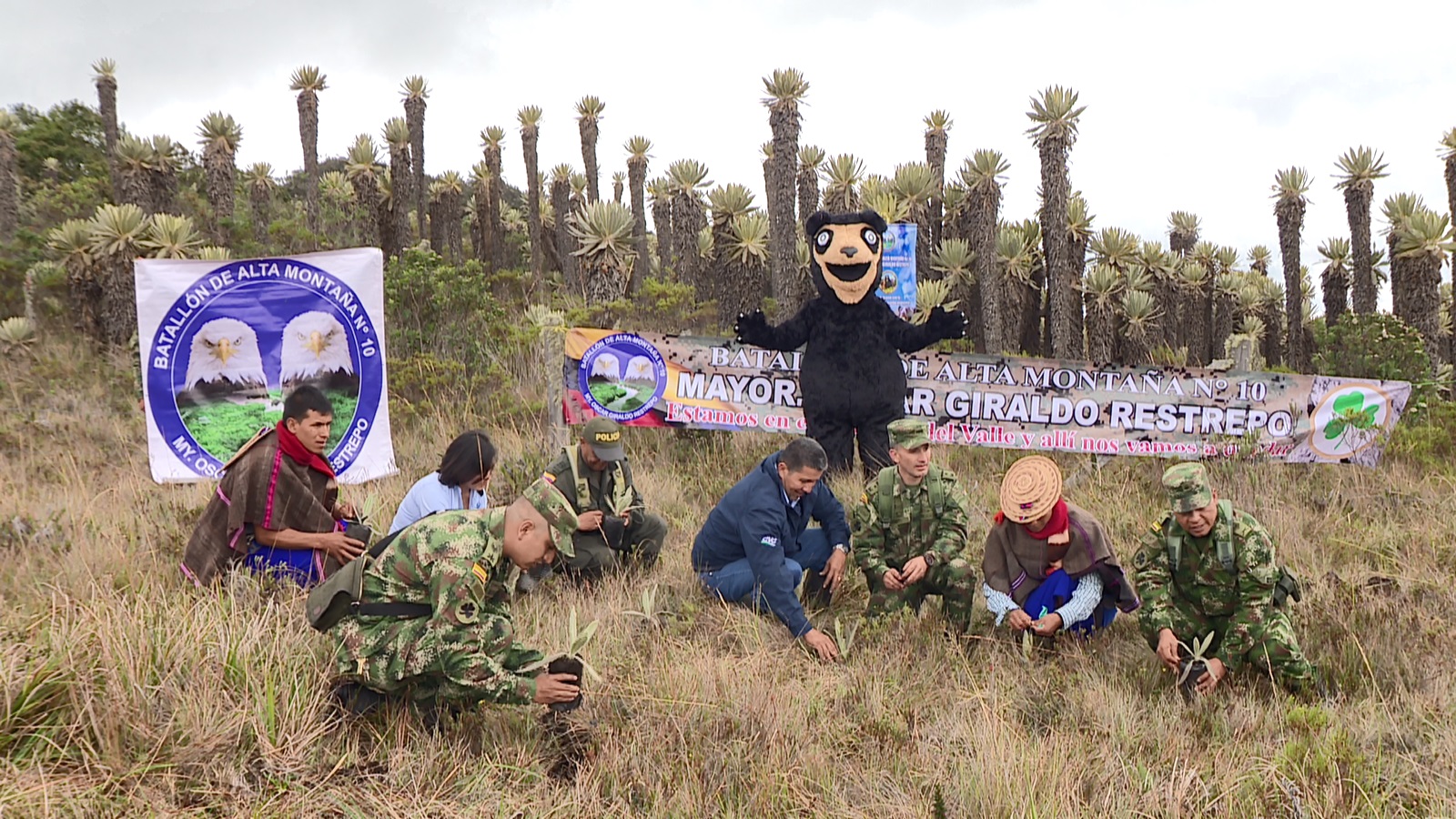 Con segunda siembra de frailejones, Ejército y CVC trabajan por la preservación de páramos en Tuluá