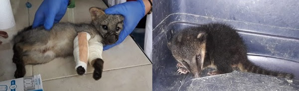 #ValleDelCauca Un zorro ca&ntilde;ero y un cusumbo fueron rescatados por la CVC en el centro del Valle