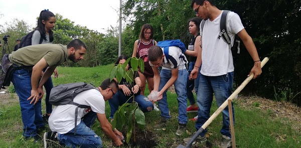 Univallunos sembraron más de un centenar de árboles en Zarzal