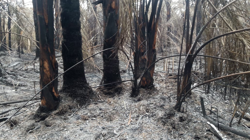 Sequía y calor provocan incendio en el Parque Nacional Natural Los Katíos en Chocó y Antioquia