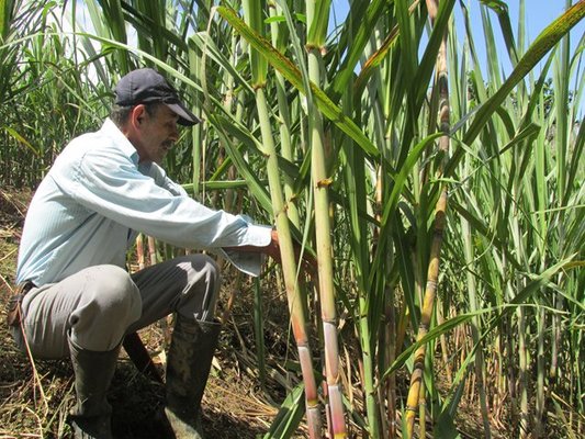 Gobernadora defiende la economía legal que genera el cultivo de la ca&ntilde;a de azúcar en el Valle
