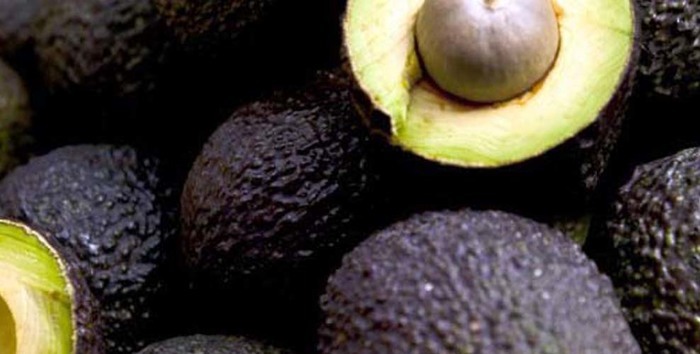 Desde el Valle del Cauca se exporta aguacate hass al mercado norteamericano