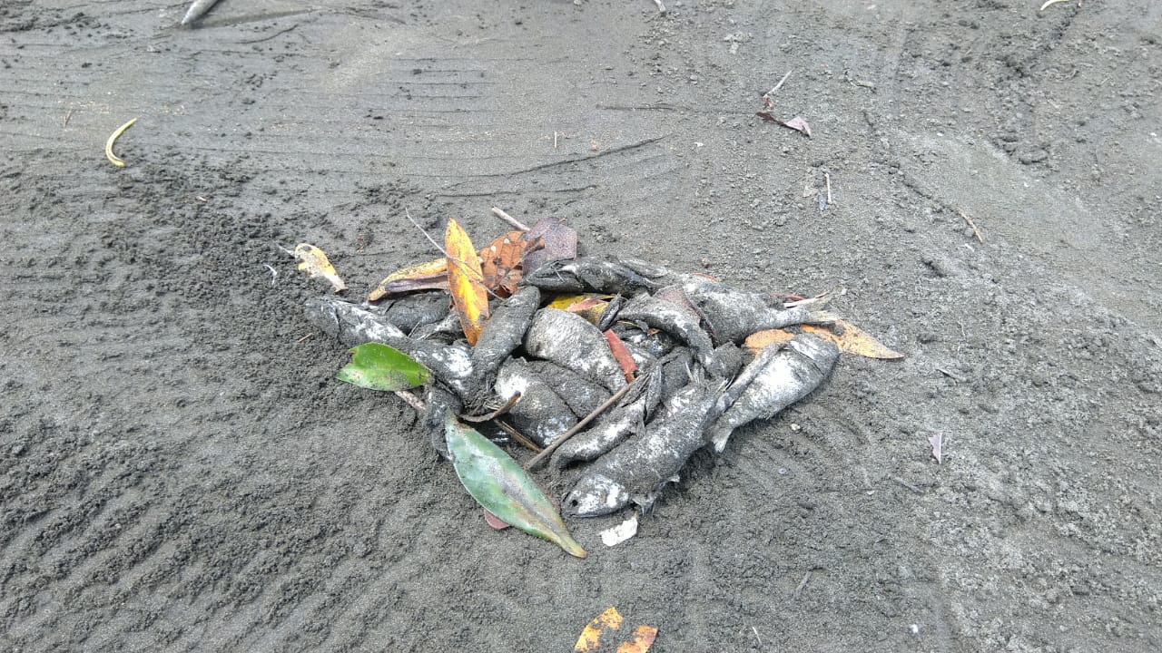 Se realiza la recolección de peces muertos en la bahía de Buenaventura