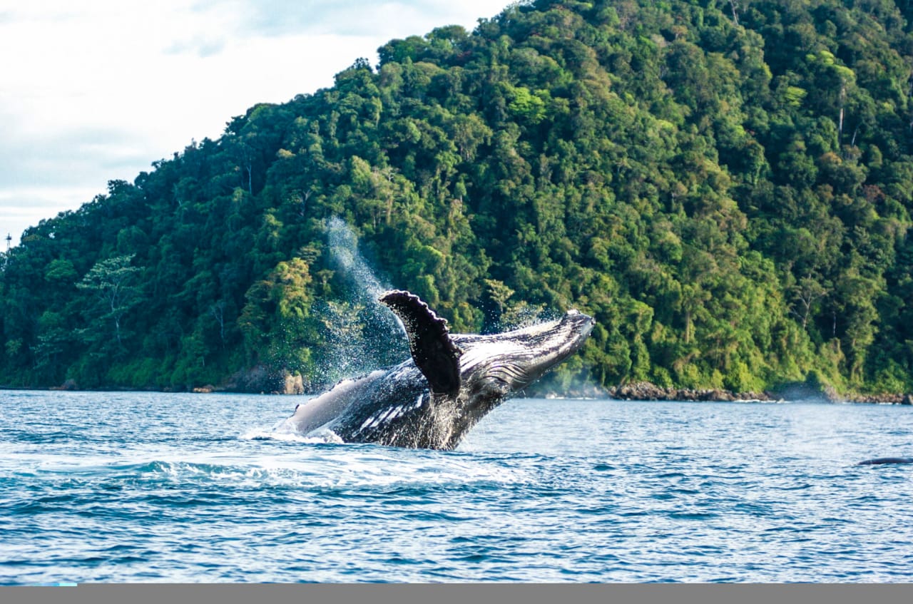 Inicia temporada de avistamiento de ballenas en la región pacífico de Colombia