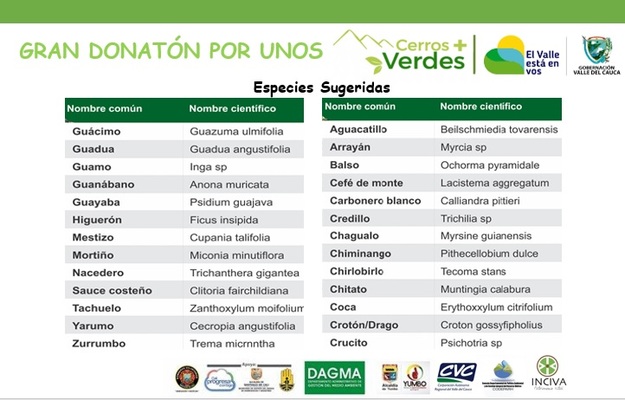 El jueves 26 de septiembre inicia la donatón de árboles para reforestar cerros de Cali y Dapa