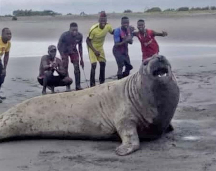 Fue avistado un elefante marino en la desembocadura del río Yurumanguí, zona rural de Buenaventura