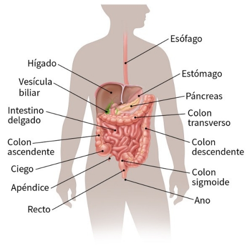 El cáncer de estómago, un huésped silencioso de mucho cuidado