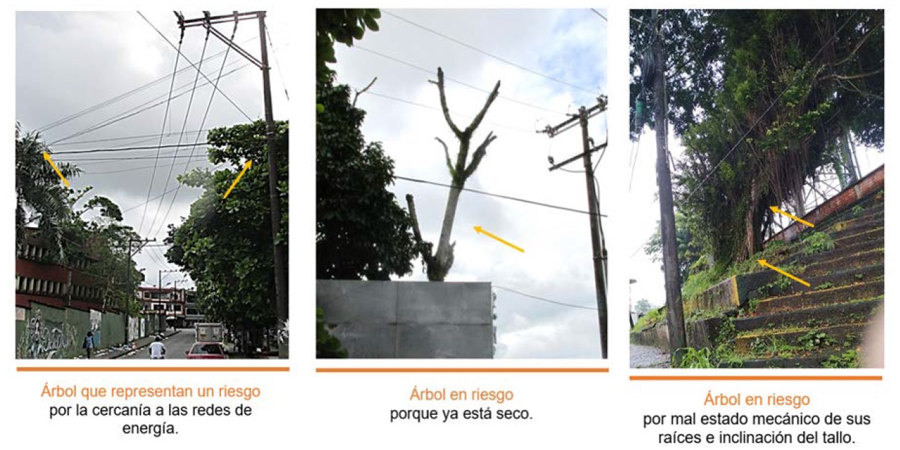 Celsia efectúa aprovechamiento de árboles que representan riesgos para comunidades y para la prestación del servicio en Buenaventura