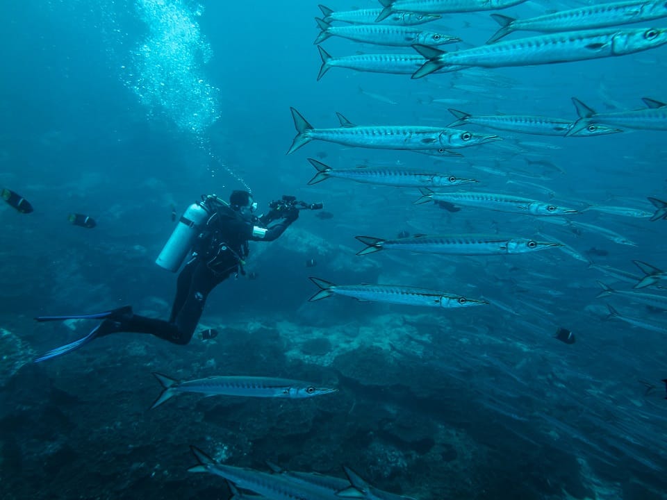 El Parque Nacional Natural Gorgona y el Santuario de Fauna y Flora Malpelo reabrieron sus puertas al ecoturismo
