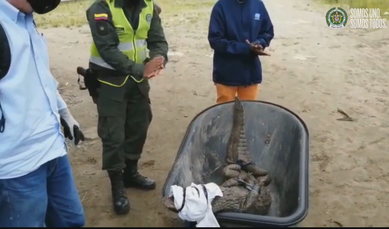 La Policía halló una babilla en La Bocana