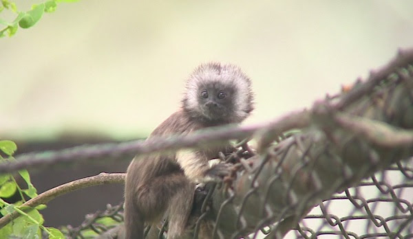 Nació tití gris en resguardo animal de La Unión, Valle del Cauca