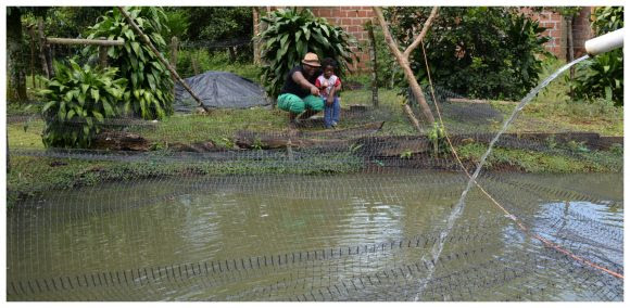 Celsia apoya a 103 familias vecinas de la hidroeléctrica de Salvajina, al norte del Cauca, con proyecto piscícola