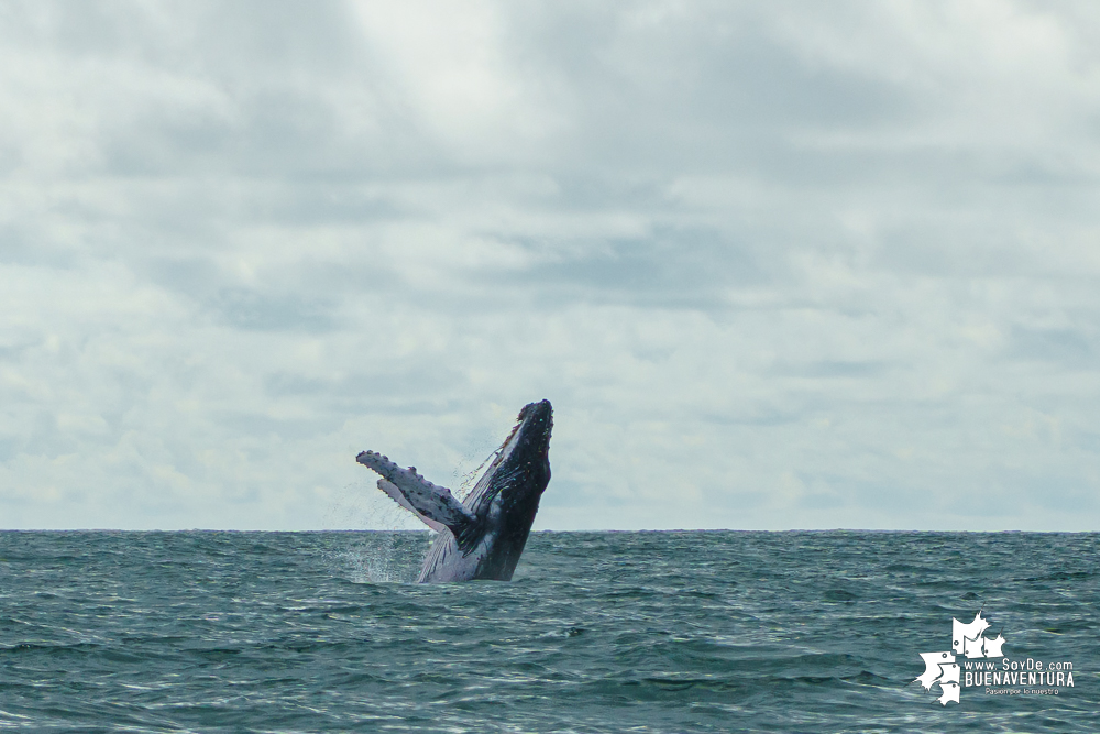 Buenaventura da inicio oficial a la temporada de avistamiento de ballenas 2025