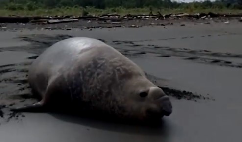 Graban elefante marino en La Barra, zona rural de Buenaventura