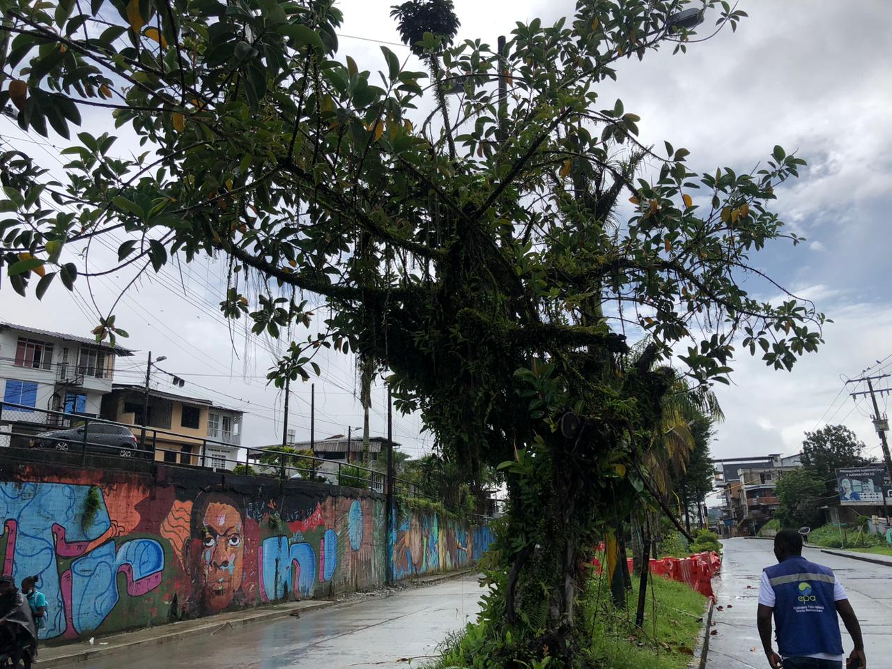 La Alcaldía Distrital socializó proyecto de tala y poda de árboles que se encuentran en riesgo en Buenaventura