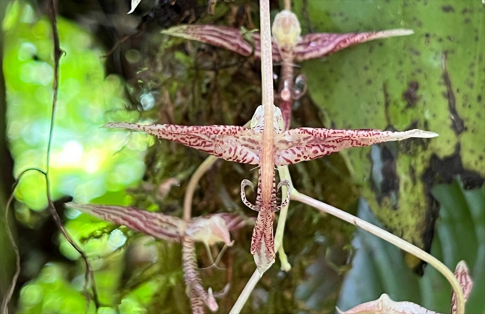 Nueva especie de orquídea es descubierta en Buenaventura