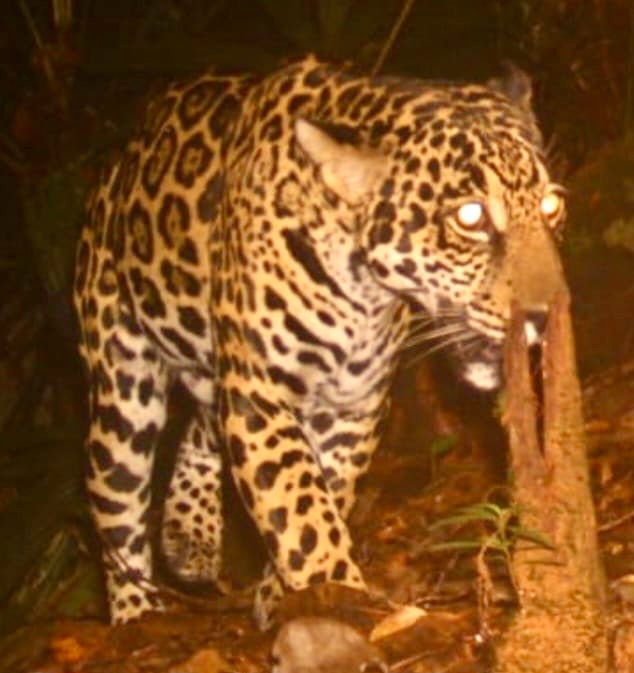 Con cámaras trampa fueron captados los dos más grandes felinos de las américas en zona rural de Buenaventura