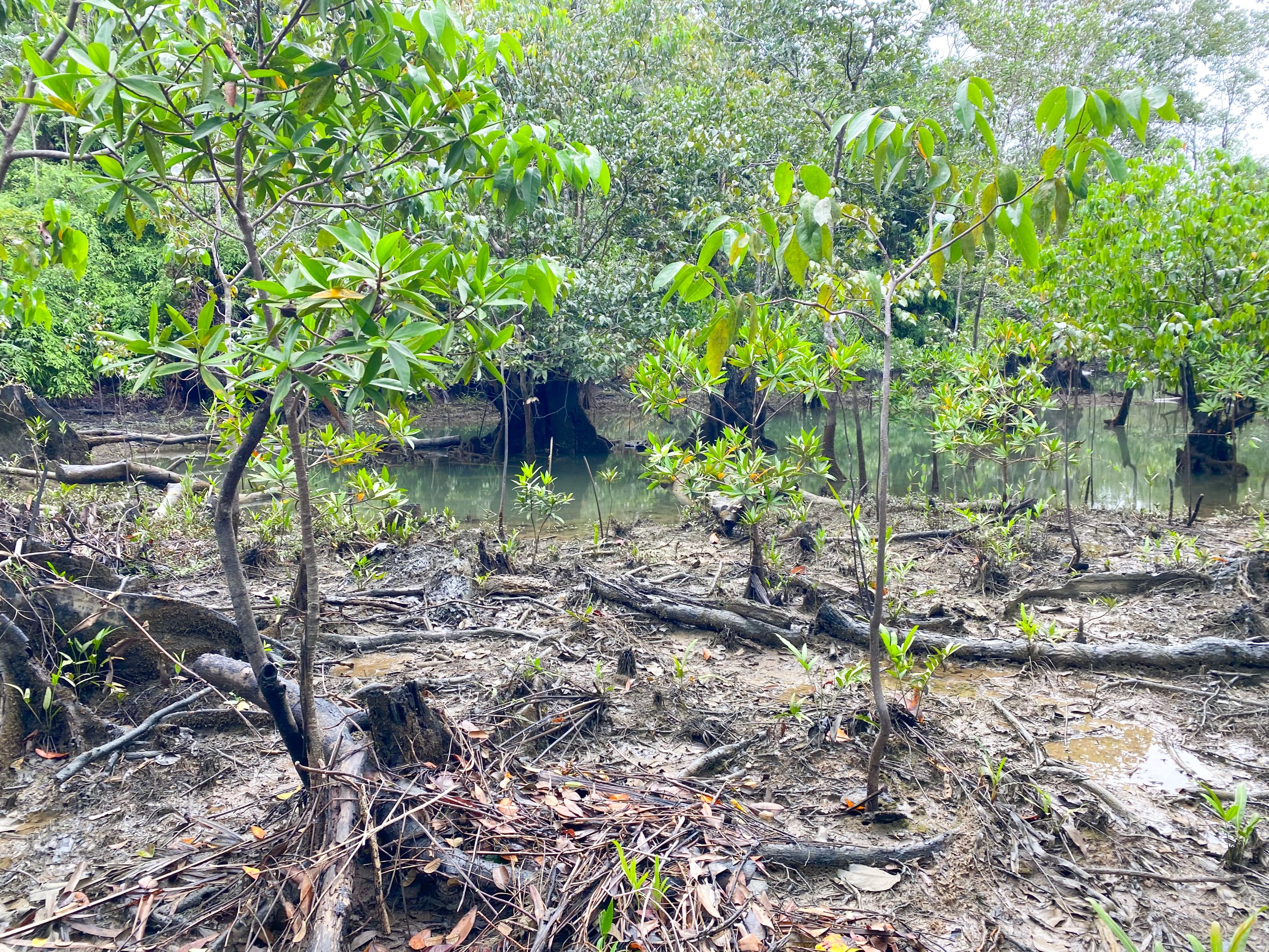 El EPA Buenaventura restauró 20 hectáreas de manglar en la comunidad de Papagayo