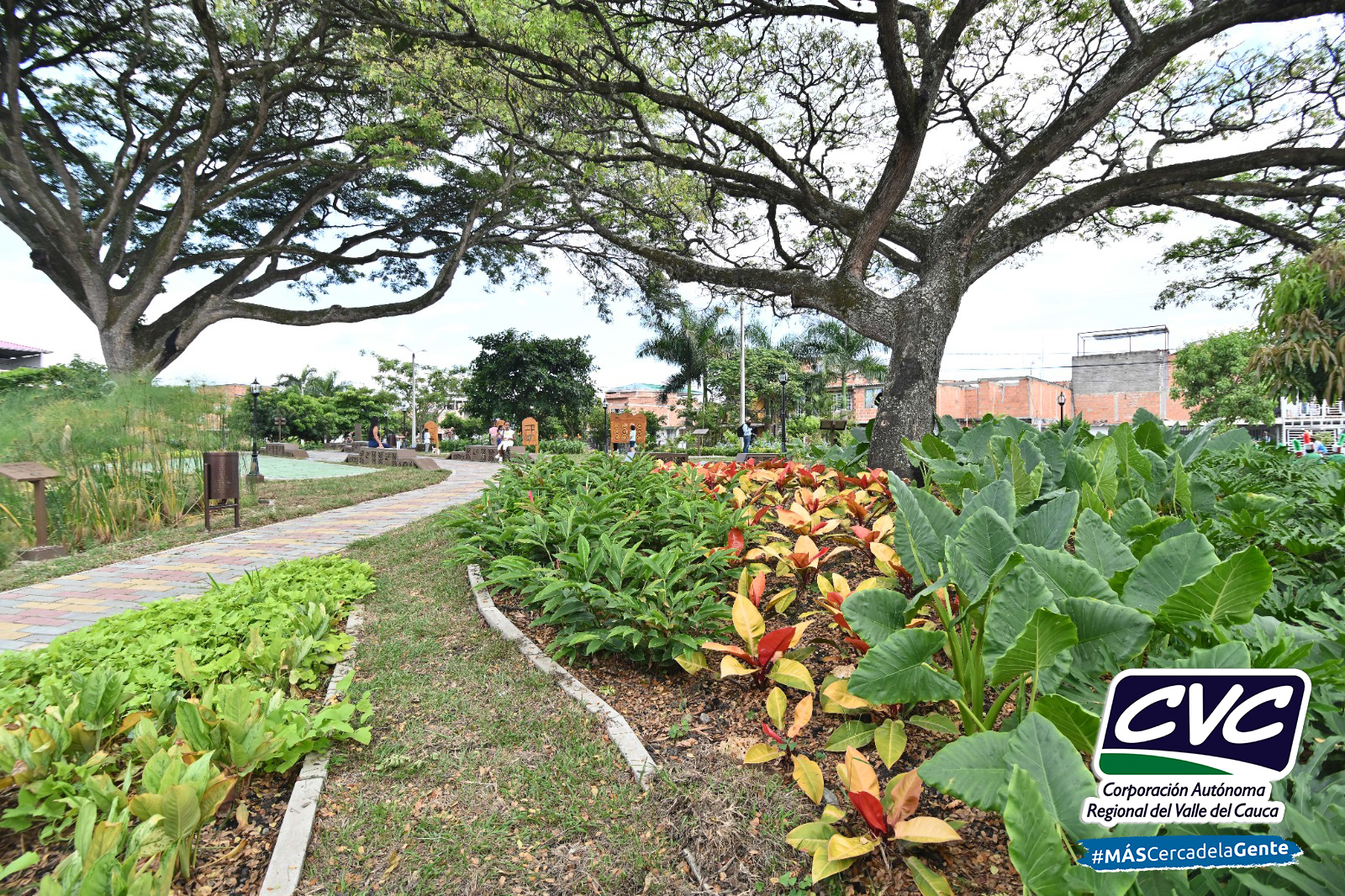 El Cerrito ya tiene su primer bosque urbano: El Samán