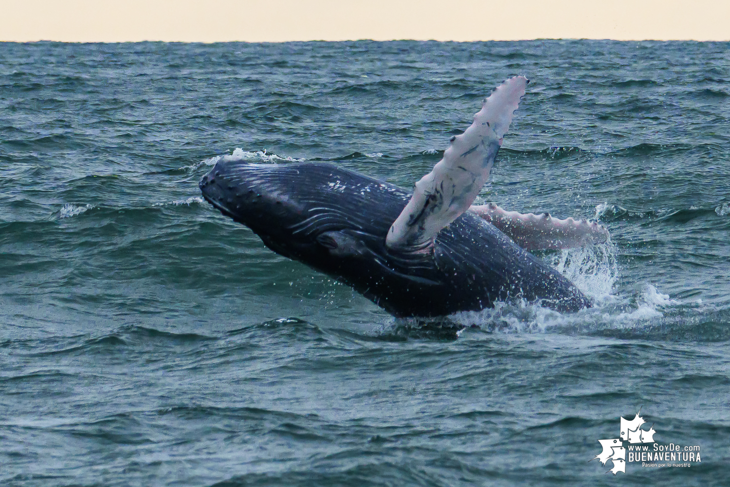 Buenaventura se consolida como destino seguro y sostenible para el avistamiento de ballenas