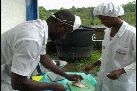 Programa de Acuicultura de la Universidad del Pacífico participa en proyecto de producción de alimentos para peces con insumos vegetales.