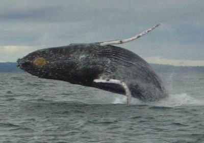 Mañana se definirán los grupos de trabajo para la realización del primer Festival de la Ballena Yubarta