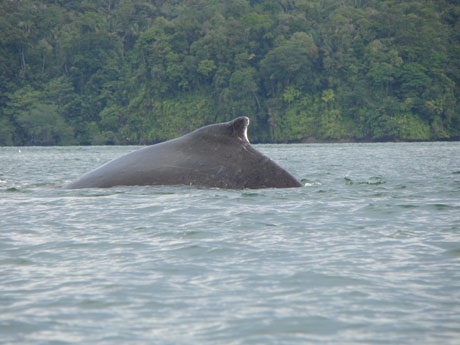 Festival de la Ballena Yubarta en Ladrilleros para octubre 16, 17 y 18