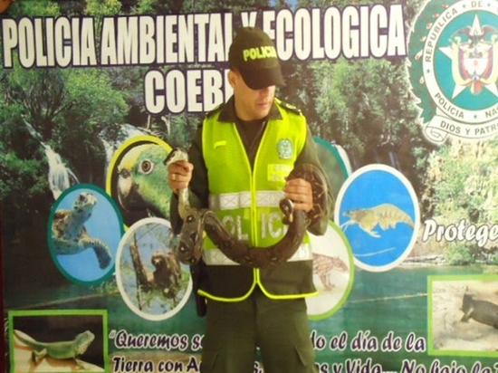 La Policía Nacional se incauta una Boa y un Oso perezoso