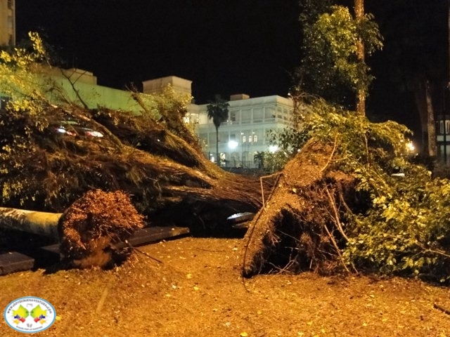 Caída de árbol ficus casi termina en tragedia