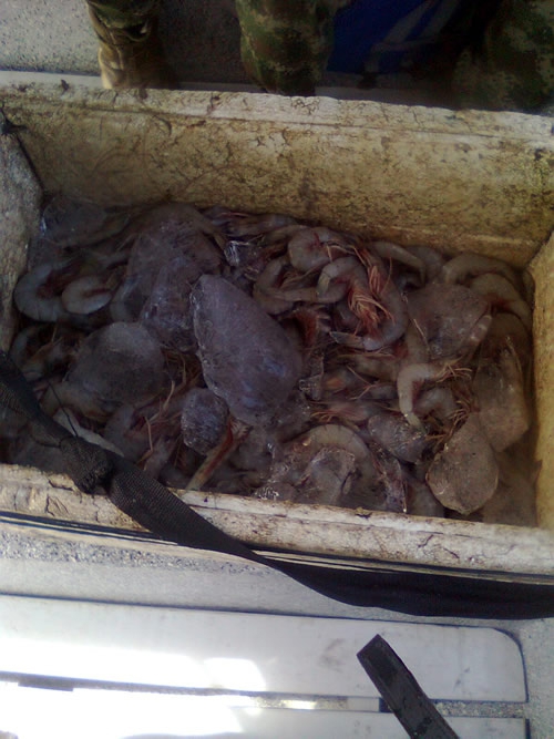 Autoridades marítimas adelantan estrictos  controles de la pesca ilegal de camarón
