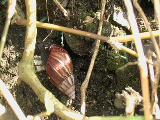 Caracol africano extendido en Buenaventura: es riesgoso para la salud humana y para la agricultura, según experto de la Universidad del Pacífico