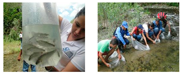 Con novedoso sistema de marcaje, EPSA inició repoblamiento de peces en la cuenca del río Tuluá