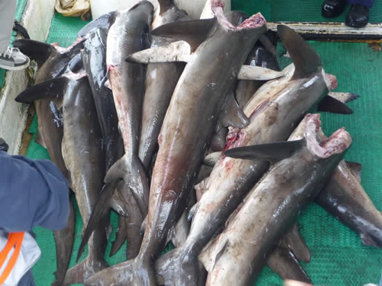 Fuerza Naval del Pacífico inmoviliza embarcación con pesca ilegal en Malpelo