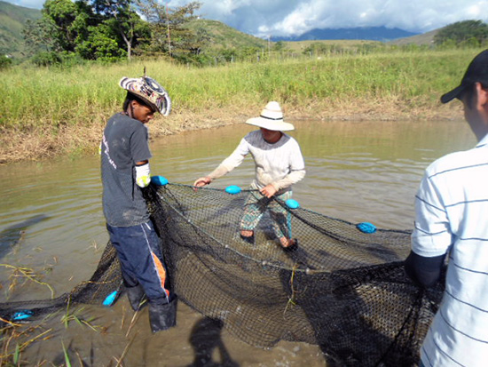 Egresado de Acuicultura de la Unipacífico realiza destacado trabajo en Gigante - Huila