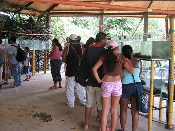 Exposición de Peces en San Cipriano