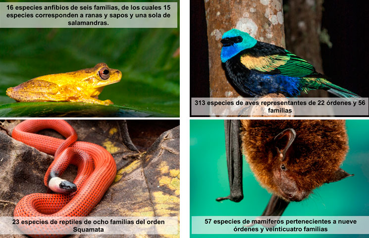 Conoce los maravillosos hallazgos que arrojó estudio de EPSA sobre la flora y la fauna de Calima – El Darién