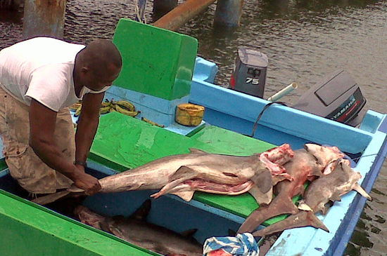 Retenidas dos embarcaciones ecuatorianas con pesca ilegal