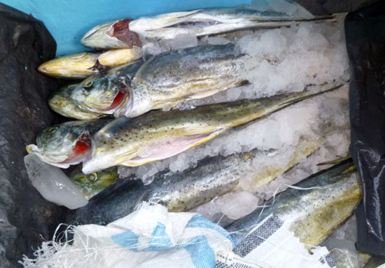 Retenida embarcación ecuatoriana con pesca ilegal