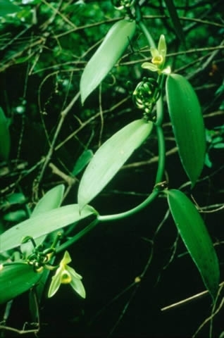 El Programa de Agronomía de la Universidad del Pacífico adelanta estudio sobre las especies de vainillas silvestres en el Pacífico colombiano