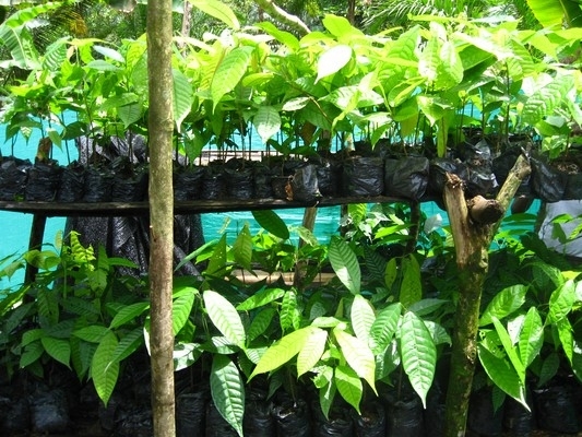 CRECEN SEMILLEROS DE CACAO EN BUENAVENTURA CON LA SEGURIDAD DE LA ARMADA NACIONAL