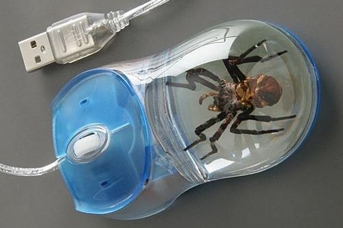 Un mouse que trae una araña de regalo