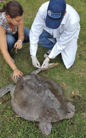 Biólogos de Dimar apoyaron rescate de tortuga Golfina en Tumaco