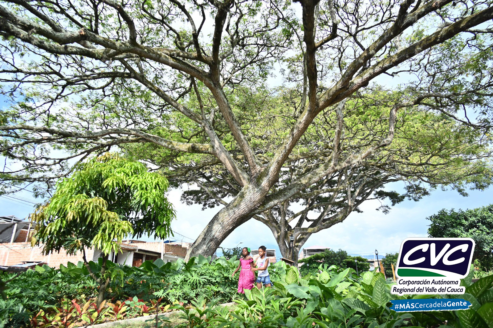 El Cerrito ya tiene su primer bosque urbano: El Samán - 3