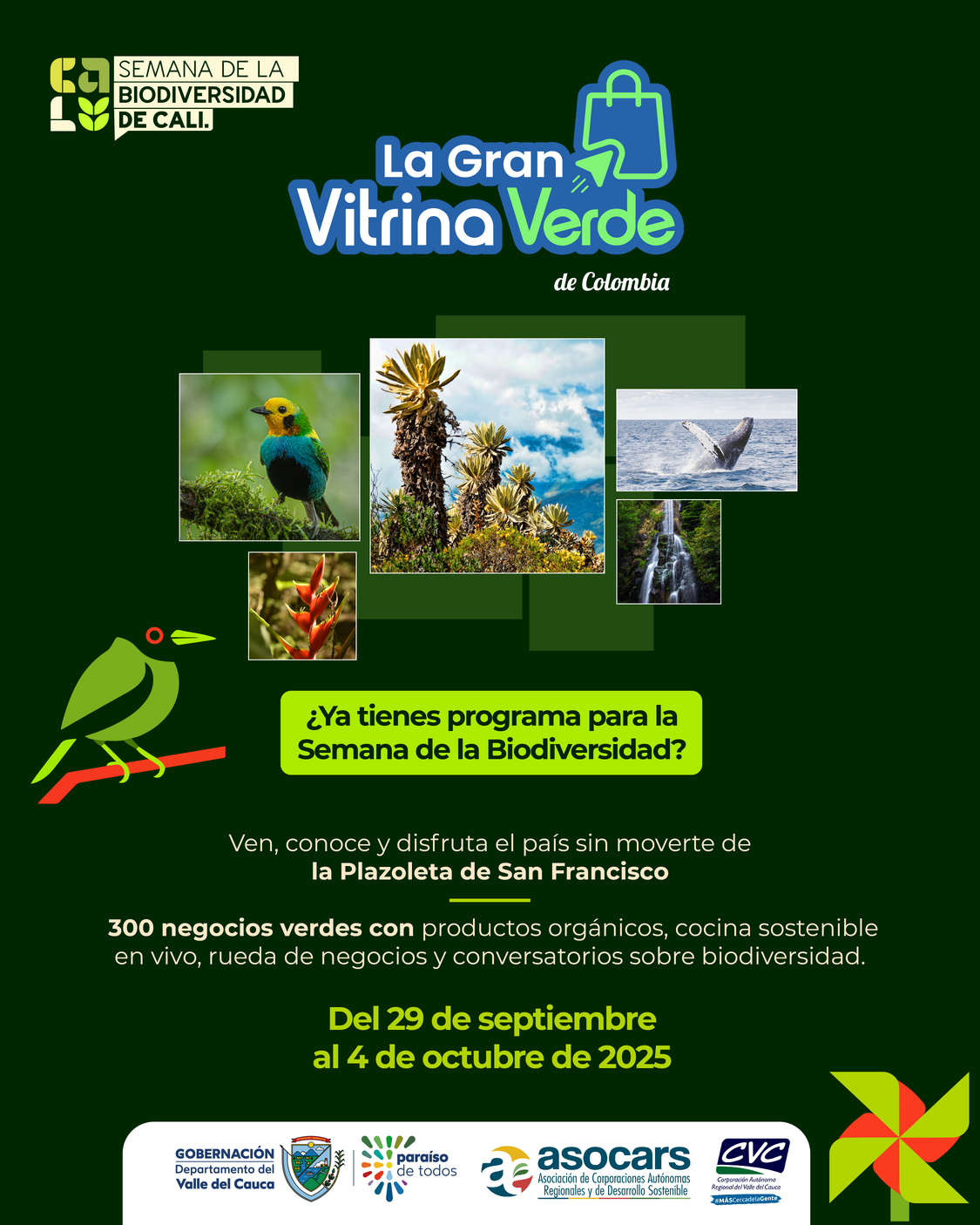 Vitrina verde CVC 2025