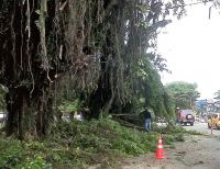 Avanzan los trabajos de poda y tala de árboles en el separador vial de la Autopista Simón Bolívar