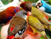 “El Valle de Colores”, la iniciativa que fomentará el avistamiento de aves en la región