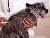 Secretaría de Salud organiza jornada de vacunación antirrábica gratuita para mascotas