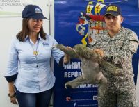La Armada Nacional rescató un oso perezoso en zona rural de Buenaventura
