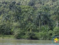 Buscarán acabar con el picudo, plaga que afecta las palmas de chontaduro en Buenaventura