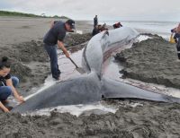 Pese a esfuerzos por rescatarla, fallece ballena que había encallado en playas de Tumaco